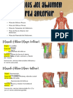 Músculos Del Abdomen, Inervación e Irrigación.