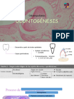 ODONTOGÉNESIS