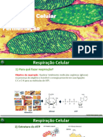 Respiração Celular e Fermentação