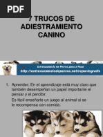 7 Trucos de Adiestramiento Canino