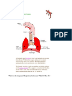 Respiratory System