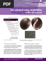 Un Caracol Muy Argentino