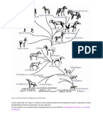 Des Origines... - TPE Évolution Cheval