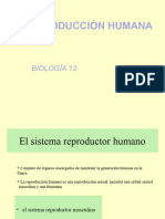 Sistema Reproductor Humano 12