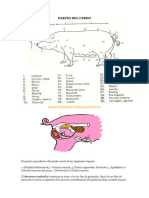 Organos Reproductores Masculinos Del Cerdoi