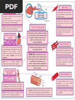 Mapa Mental Tecido Muscular