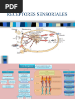 Organos de Los Sentidos (Clase 5)