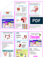 Triptico El Sistema Digestivo