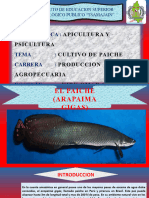 Cultivo de Paiche