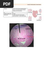 Histologia Resumen - Lengua Piel Linfatico