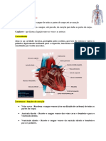 Sistema Cardiovascular