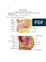 Anatomie Uro-Génitale