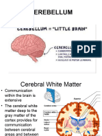 Cerebellum