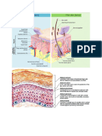 Skin Notes For The MCAT