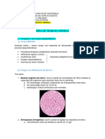 Hoja de Trabajo Anemias