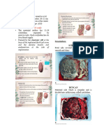 Placenta Cord Fetal Circulation