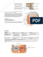 Cabeza y Cuello Doble
