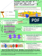 Infografía de Estructura Celular y Molecular de La Membrana Plasmática