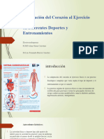 Adaptación Del Corazón Al Ejercicio Físico en Diferentes