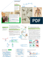 Sistema Nervioso y Endocrino