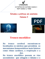 Aula 7 Tronco Encefálico, Diencéfalo e Cerebelo