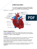 Sistema Cardiovascular