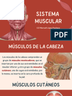 Musculatura Cutánea