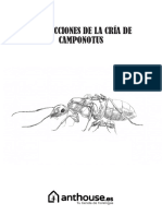 Instrucciones de La Cria de Camponotus