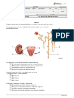 Ficha Nº4 - Excretor-Nervoso (Adaptado)