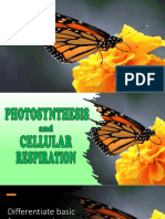 Photosynthesis PDF