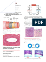 Histologia de Veias e Artérias