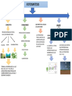 Mapa Conceptual Fotosintesis