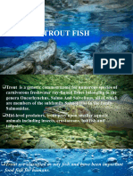 Trout Fish - Semi Final 1