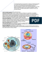 Celulas