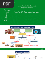 Sesion 11 - Transaminacion - Odontologia TGO-TGP