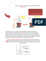 Les Tiges Des Plantes Se Dirigent Vers La Lumière en Réponse À Un Processus Biologique Appelé Phototropisme