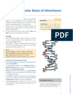 Molecular Basis of Inheritance