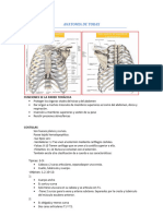 Anatomia de Torax