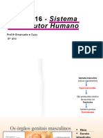 Sistema Reprodutor Humano