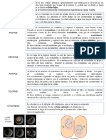 Fases de Mitosis y Meiosis Material