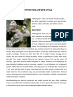 MEALYBUGS. Final Paper