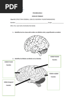 Hojas de Trabajo Lobulos Cerebrales