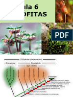 Briófita Características Gerais