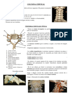 Columna Cervical 24-11-2021