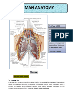 ALL Clinicals of Thorax