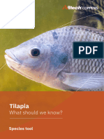 Tilapia - 2 - 231120 - 214206