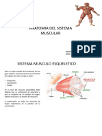 Musculos Curso Masoterapia