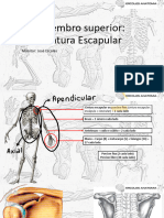 01 - Cintura Escapular