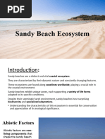 Sandy Beach Ecosystem (Final Ver.)