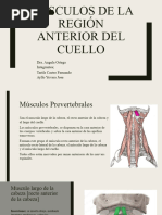 Músculos de La Región Anterior Del Cuello